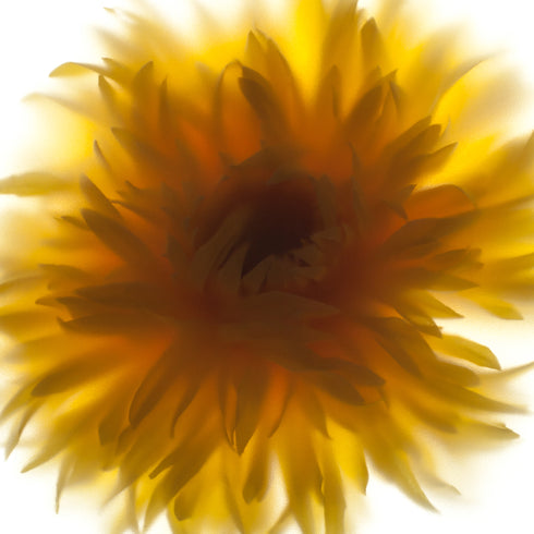 Yellow Dahlia Flower Print