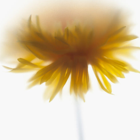 Yellow Dahlia Floral Art Print