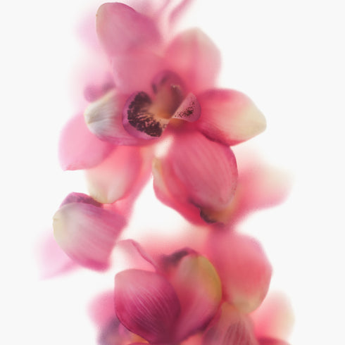 Abstract Pink Orchids II Floral Art Print