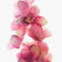 Abstract Pink Orchids II Floral Art Print
