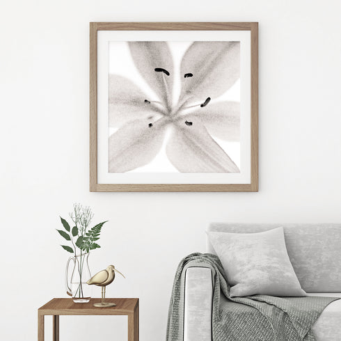 Lilium No.1 - Signed Edition Art Print
