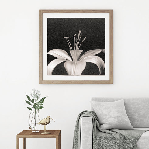 Lilium No.2 - Signed Edition Art Print