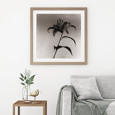 Lilium No.4 - Signed Edition Art Print