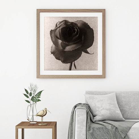 Rose No.1 - Signed Edition Art Print