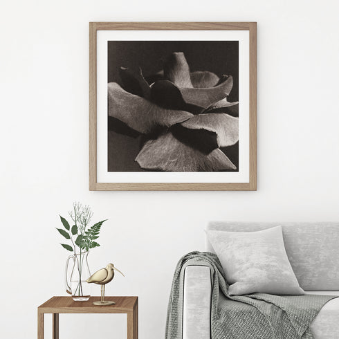 Rose No.2 - Signed Edition Art Print