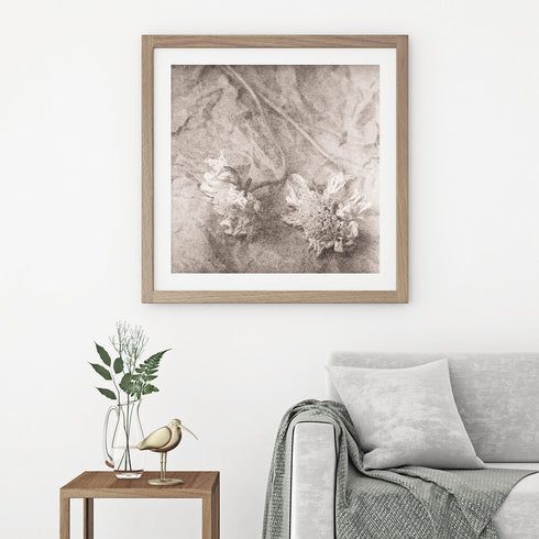 Scabiosa No.1 - Signed Edition Art Print