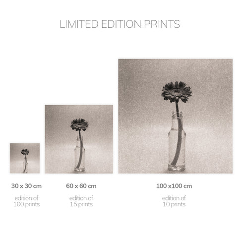 Gerbera No.1 - Signed Edition Art Print