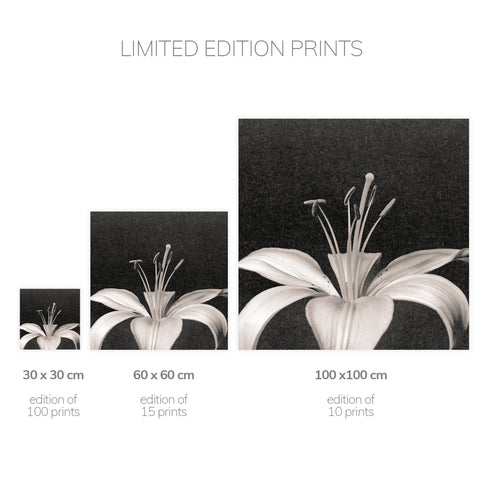 Lilium No.2 - Signed Edition Art Print