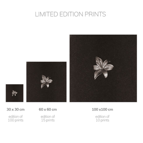 Lilium No.3 - Signed Edition Art Print