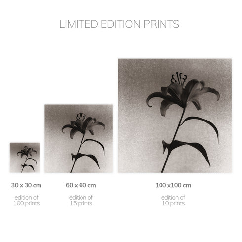 Lilium No.4 - Signed Edition Art Print