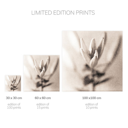 Lilium No.5 - Signed Edition Art Print
