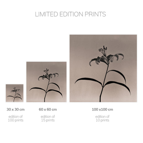 Lilium No.6 - Signed Edition Art Print