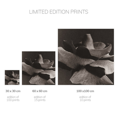 Rose No.2 - Signed Edition Art Print