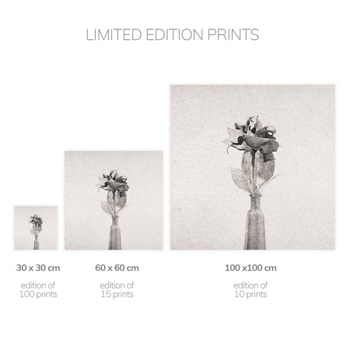 Rose No.3 - Signed Edition Art Print