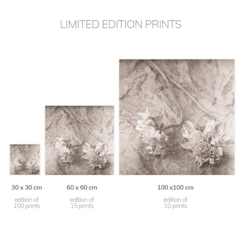 Scabiosa No.1 - Signed Edition Art Print