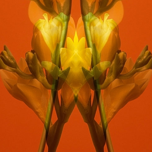 Yellow Freesia on Orange - Signed Edition Art Print