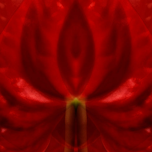 Red Anthurium - Signed Edition Art Print