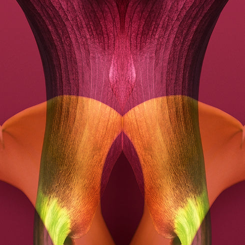 Yellow & Bugundy Calla Lilies - Signed Edition Art Print