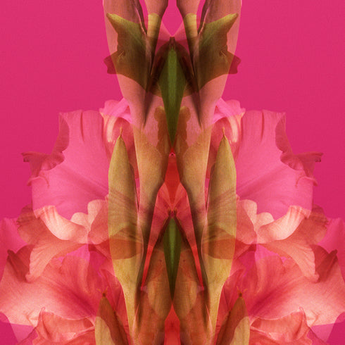 Pink Gladiolus - Signed Edition Art Print