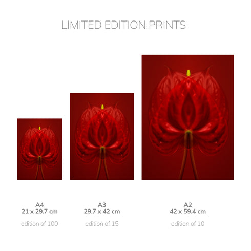 Red Anthurium - Signed Edition Art Print