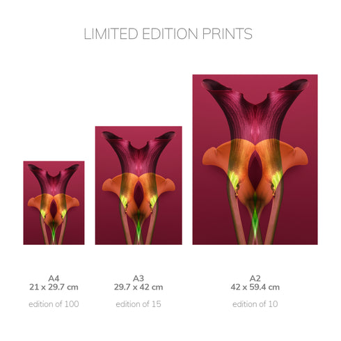 Yellow & Bugundy Calla Lilies - Signed Edition Art Print