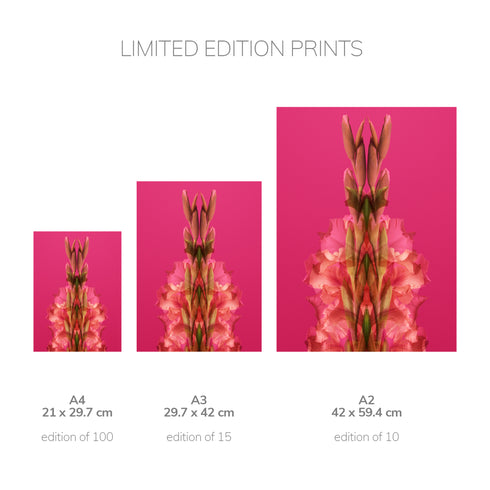 Pink Gladiolus - Signed Edition Art Print
