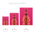 Pink Gladiolus - Signed Edition Art Print