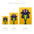 Purple Iris - Signed Edition Art Print