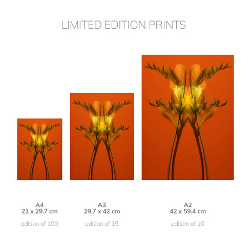 Yellow Freesia on Orange - Signed Edition Art Print