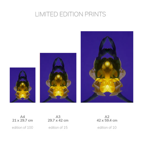 Yellow Freesia on Purple - Signed Edition Art Print