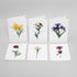 Floral Impressions Card Set II