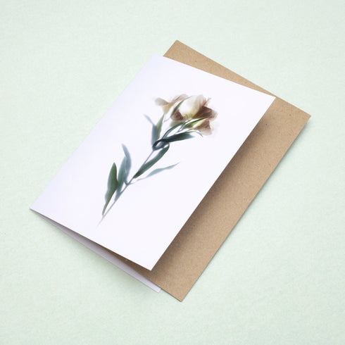 White Lily Card