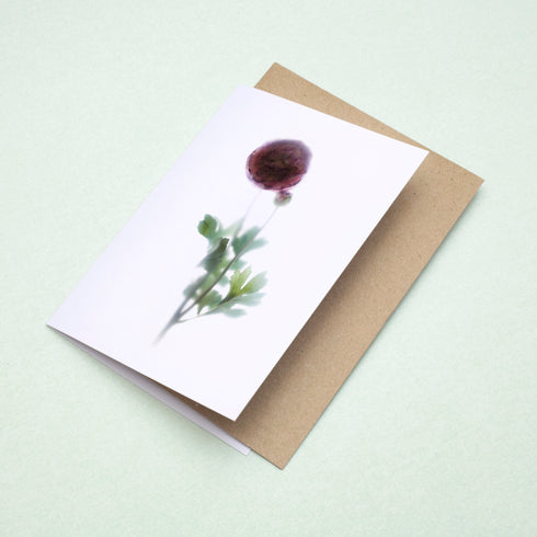 Pink Ranunculus Stem