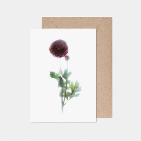 Pink Ranunculus Stem