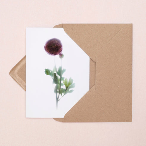 Pink Ranunculus Stem