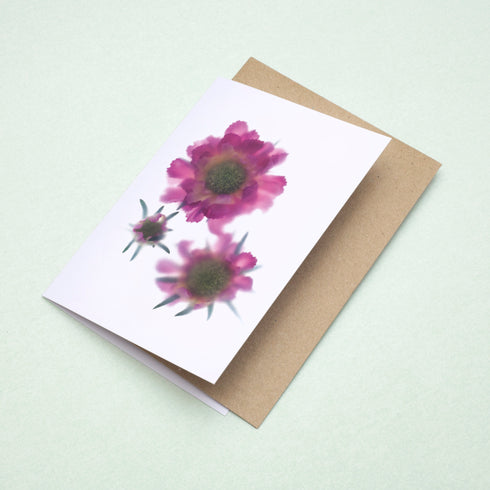 Pink Scabiosa Trio Card
