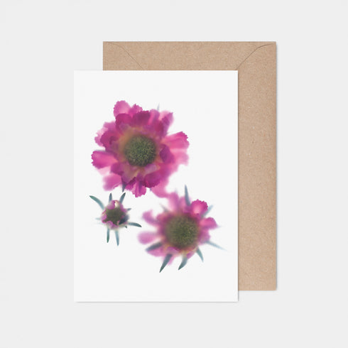 Pink Scabiosa Trio Card