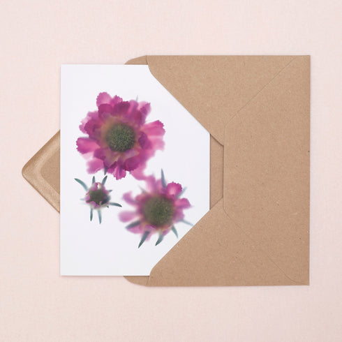Pink Scabiosa Trio Card
