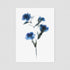 Blue Carnation Postcard