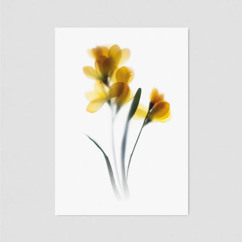 Yellow Freesia Postcard