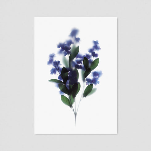 Purple Lilacs Postcard