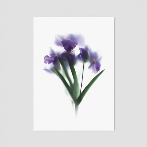 Purple Iris Bunch Postcard