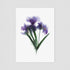 Purple Iris Bunch Postcard