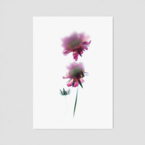 Pink Scabiosa Postcard