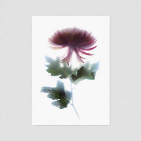 Dark Pink Chrysanthemum Postcard