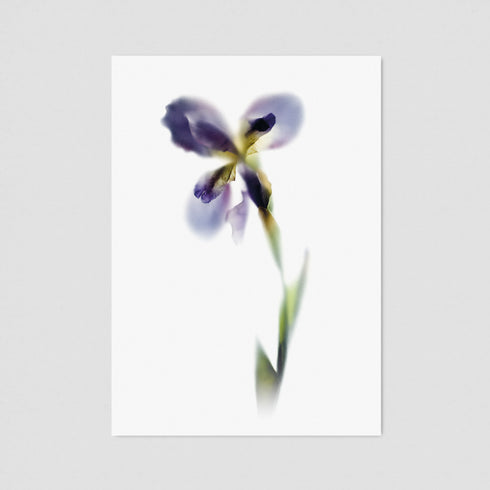 Purple Iris Stem Postcard