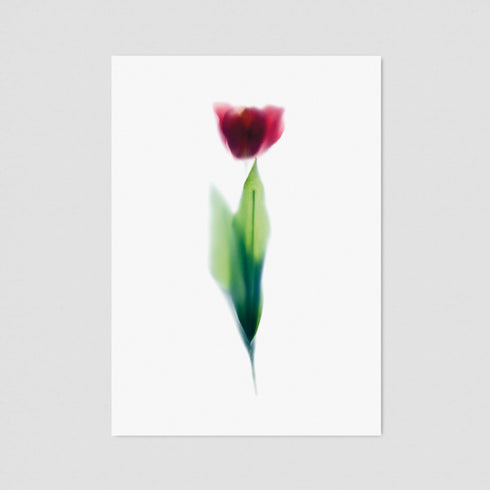 Pink Tulip Postcard