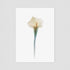White Calla Lily Postcard