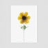 Yellow Daisy Postcard