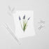 Purple Muscari Floral Postcard
